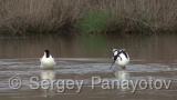 Video of Pied Avocet - Pied Avocet in early spring in lake